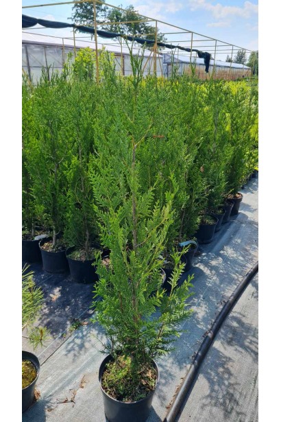 Туя складчатая Атровиренс - 5л/вис.60-80см/Ø20-25см